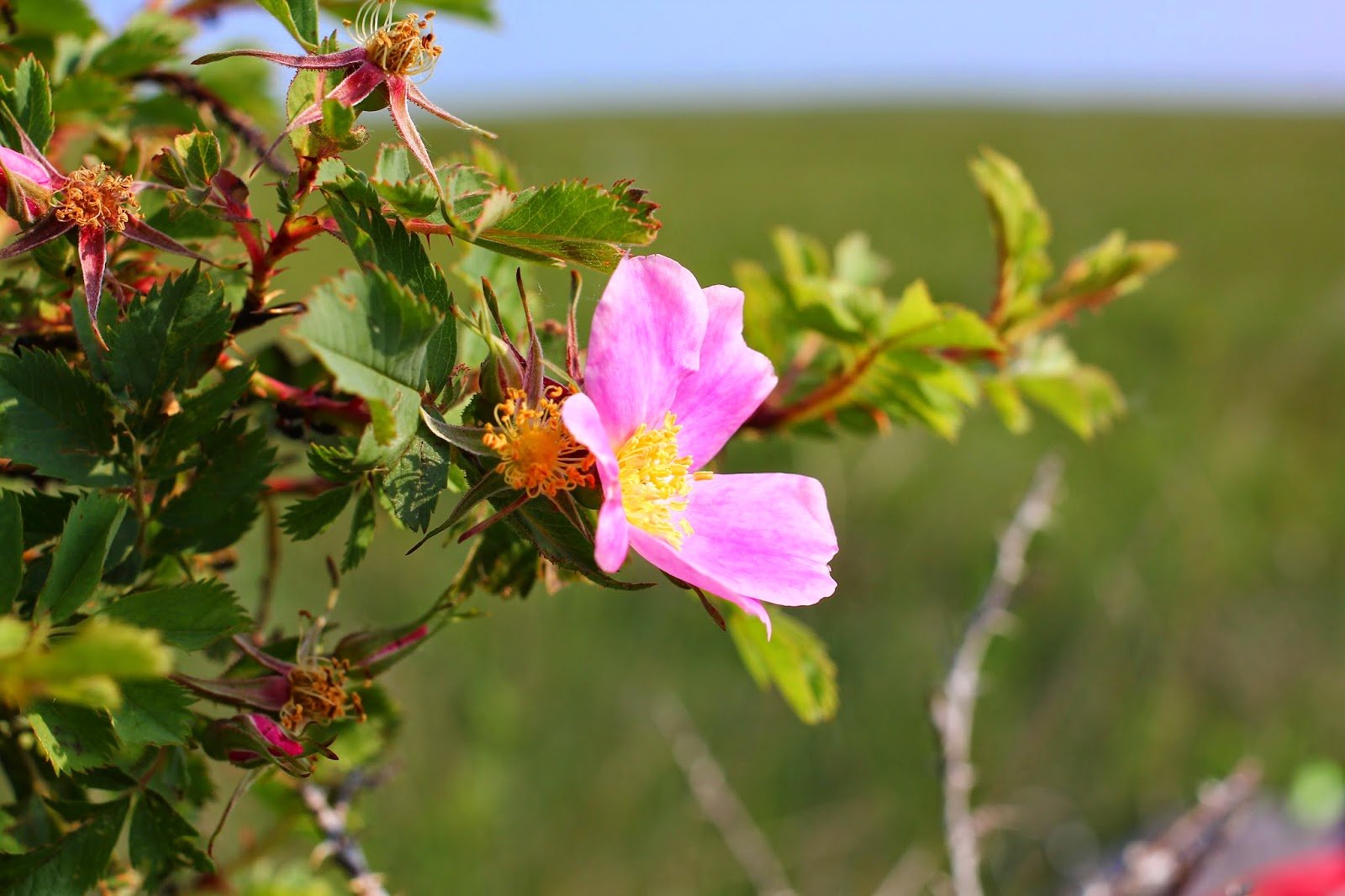 Alberta: Wild Rose Country.