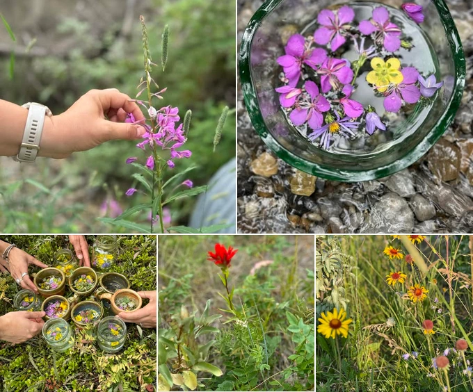 Ziołowy spacer z Anastazją Modulską Canmore.
