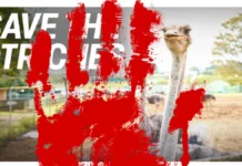 Save Canada's Ostrich Farms!
