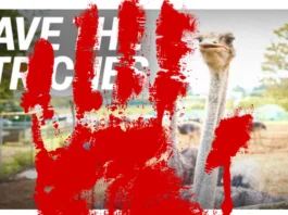 Save Canada's Ostrich Farms!