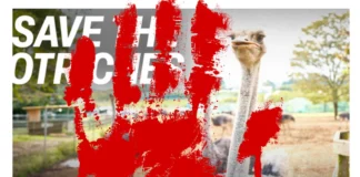 Save Canada's Ostrich Farms!