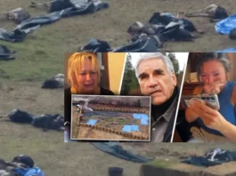 Universal Ostrich Farms – Edgewood, BC „To twój Liberalny rząd Carney’a właśnie to zrobił. “ Universal Ostrich Farms The Ostrich Cull Controversy